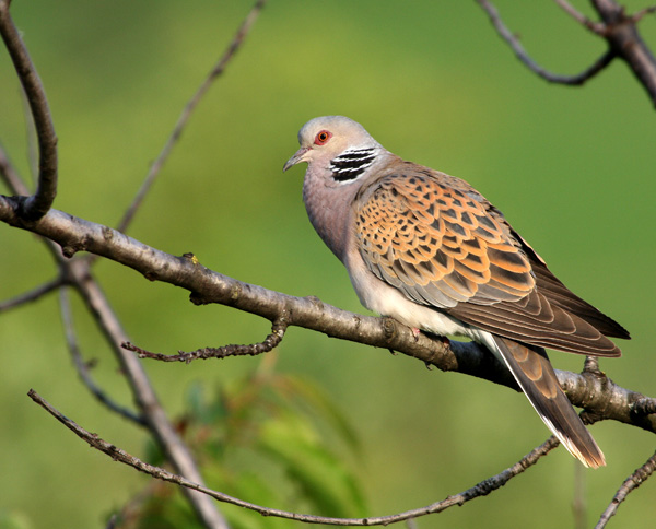 Giochi di tortora (Streptopelia turtur)